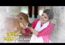 गैया के प्राण पुकार रहे गोविन्द बिन कौन सहाय करे लिरिक्स