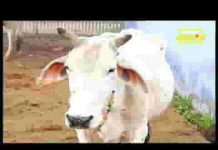 राधा रानी प्यारी बिरज की महारानी भजन लिरिक्स